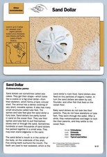 Sand dollar 9.17 for sale  SLEAFORD