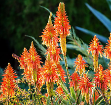Aloe vera usato  Napoli