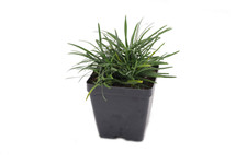 Live dwarf mondo for sale  USA