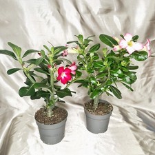 30cm adenium obesum for sale  WALSALL