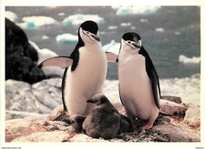 Animaux oiseaux oiseaux d'occasion  Fruges