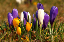 Large flowering crocus for sale  CRAWLEY