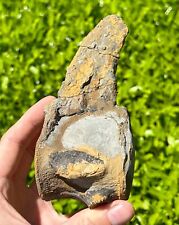 Usado, ENORME fóssil Tylosaurus Mosasaur Vértebrae 5,4” Texas Dinosaur Bones Cretáceo comprar usado  Enviando para Brazil