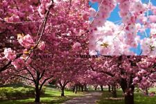 CEREZO japonés   sakura Prunus  serrulata Ideal Bonsai  50 Semillas Seeds comprar usado  Enviando para Brazil