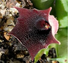 Huernia macrocarpa penzigii usato  Giugliano in Campania