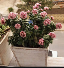 Crassula springtime well for sale  BIRMINGHAM
