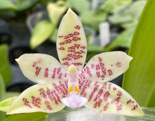 Original phal phalaenopsis for sale  Boca Raton