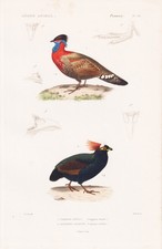 Tragopan satyra satyrtragopan d'occasion  Expédié en France