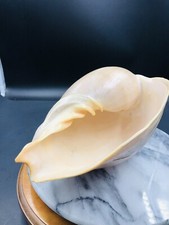 Large melon seashell for sale  Belleview