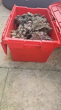 Live rock aquarium for sale  KING'S LYNN