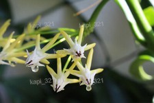 Hoya multiflora philipines gebraucht kaufen  Lübbenau/Spreewald