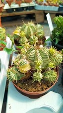 Euphorbia meloformis variegata usato  Floridia