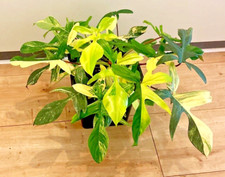 Philodendron florida beauty gebraucht kaufen  Köln