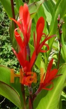 Canna indica warscewikzii usato  Italia