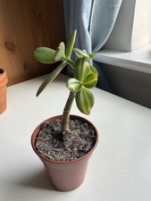 Crassula ovata mikaeri for sale  NEWCASTLE