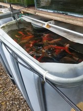 1000 ibc tank for sale 1000 ibc tank for sale  BRISTOL
