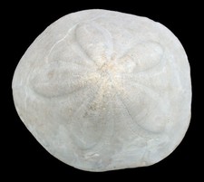 Miozän clypeaster insignis gebraucht kaufen  Erlangen