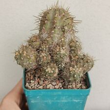 Copiapoa cinerea albispina usato  Modena