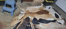 African hartebeest cape for sale  Smyrna