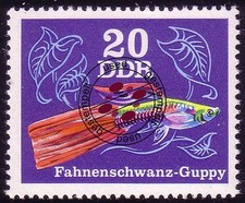 2178 zierfische guppys gebraucht kaufen  Schwalmtal
