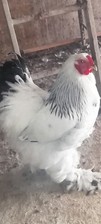 12uova feconde brahma usato  Venosa