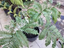 Cyathea cooperi sphaeropteris for sale  NORTH FERRIBY