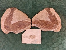 Lot fossiles poissons. d'occasion Lot fossiles poissons. d'occasion  France