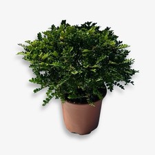 Pianta zanthoxylum certificata usato  Milazzo
