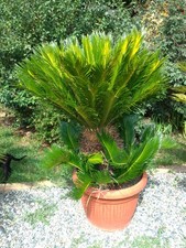 Pianta cycas revoluta usato  Torre Canavese
