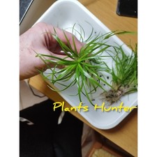Offerta pacchetto piante usato  Verbicaro