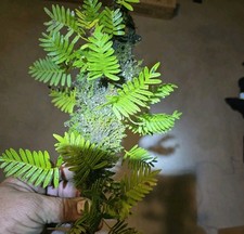 Resurrection ferns stick for sale  High Springs