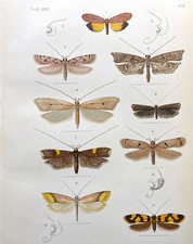 Moth print antique for sale  Sturgis
