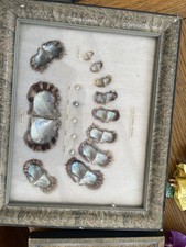Cultured pearl oyster for sale  BARNSLEY