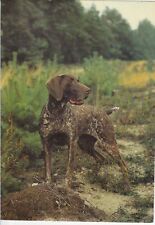 German pointer vorstehhund gebraucht kaufen  Parkstein