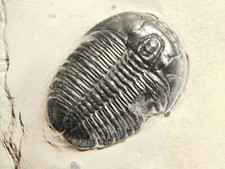 Larger elrathia trilobite for sale  Salt Lake City