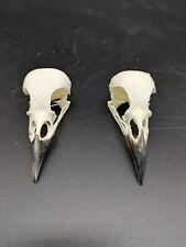 bird skull for sale  EDGWARE