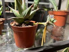 Sansevieria pinguicula snake for sale  MORDEN