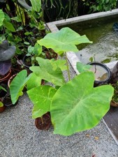Colocasia lemon lime for sale  Hawthorne