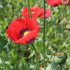 opium seeds poppy for sale  Marietta