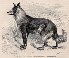 German shepherd canis for sale  Brooklyn