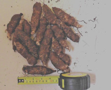 Jerusalem artichokes fuseau for sale  DORCHESTER