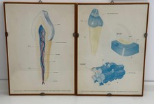 Coppia tavole anatomiche usato  Roma