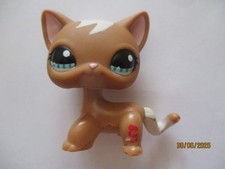 Petshop chat europeen d'occasion  Bailleul