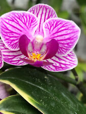 Phal phalaenopsis whiny for sale  Boca Raton