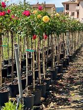 Rosa rifiorente alberello usato  Valmacca