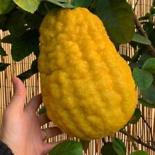 Pianta cedro gigante usato  Buti