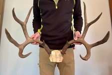 mule deer mounts for sale mule deer mounts for sale Maryville