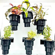 Live aquarium plants for sale  ACHARACLE