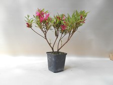 Wunderschöne bonsai satsuki gebraucht kaufen  Zeven