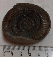 Ammonite fossil for sale  RIPLEY